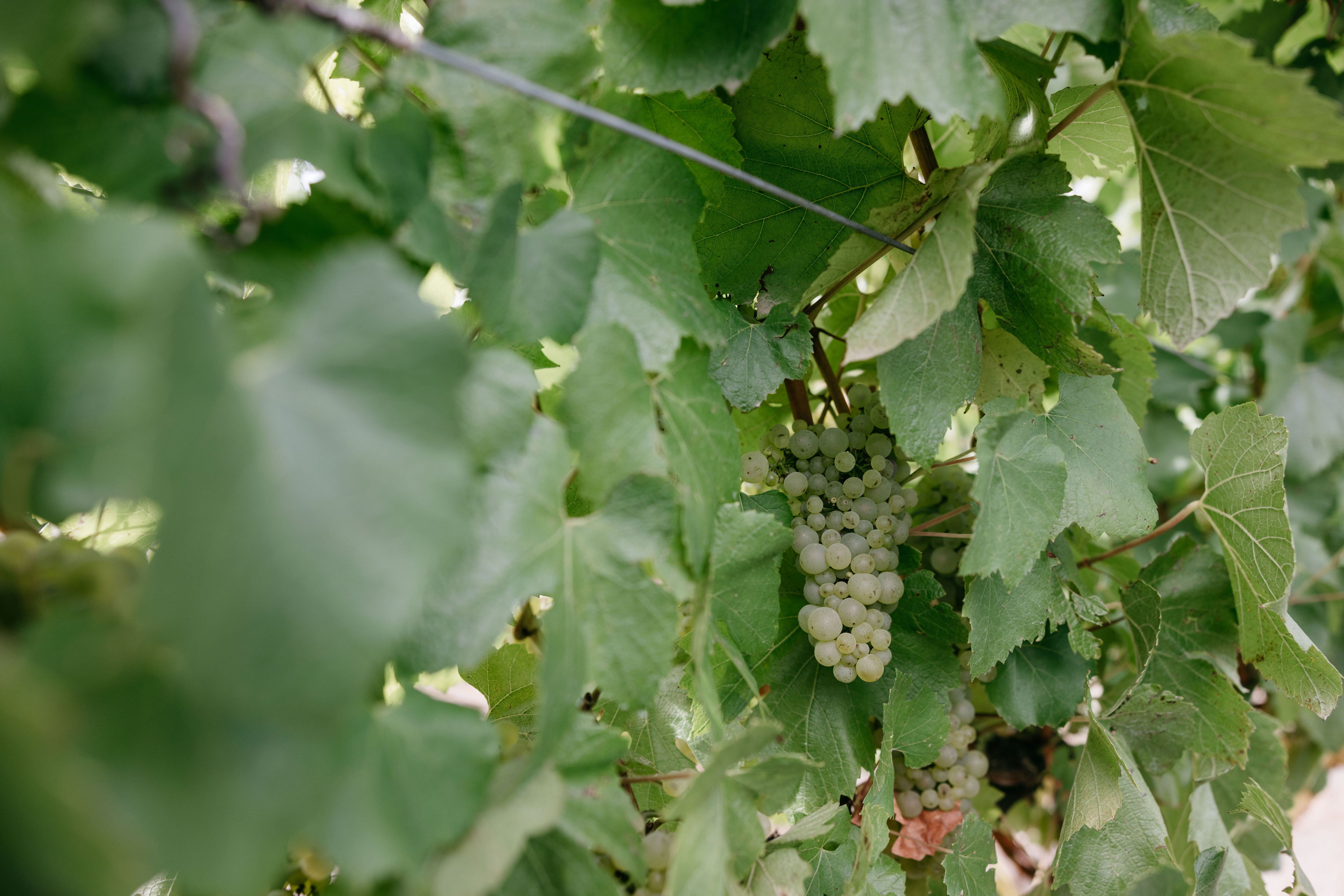 All Chardonnays Great and Small | A Celebration of Yarra Valley Chardonnay