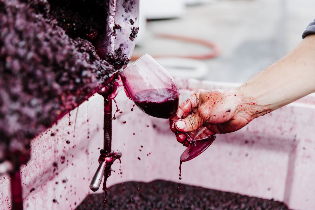 Vintage Vibes: Young Wine & Fresh Curds